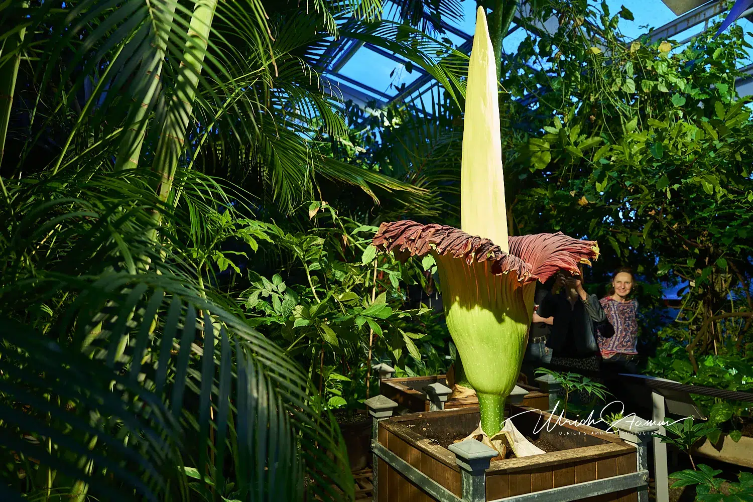 Die Titanwurz (Amorphophallus titanum) blüht im Schaugewächshaus des Berggarten